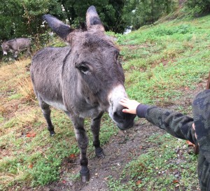 Noah petting a donkey