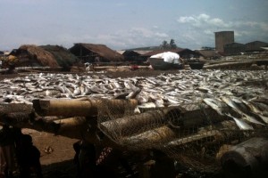 drying fish 