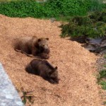 2 of the 4 bears