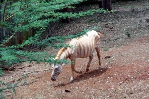 Albino zebra