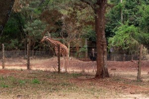 Giraffe and ostrich