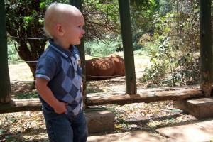 Noah and a rhino