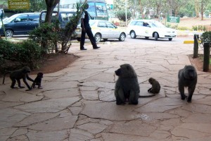 Baboons freely roaming