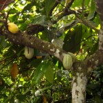 Cocoa fruit -where chocolate comes from!