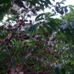 Coffee beans and flowers