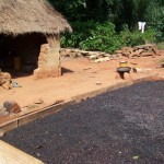 Coffee beans harvested & drying 