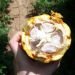 Inside the cocoa fruit