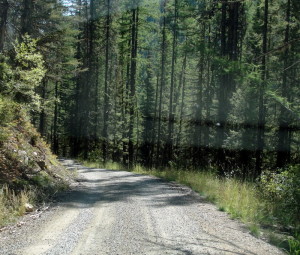 LOST! logging road in MT