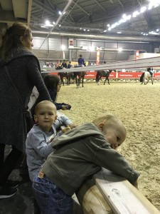 fun at the horse show